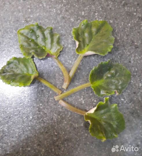 Листочки сортовой фиалки