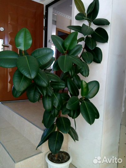 Напольные цветы