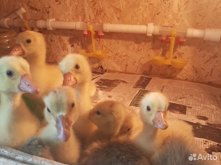 Индюшата, гусята