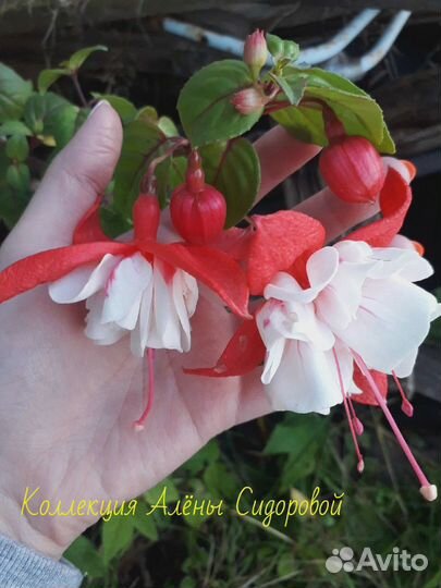 Фуксии сортовые