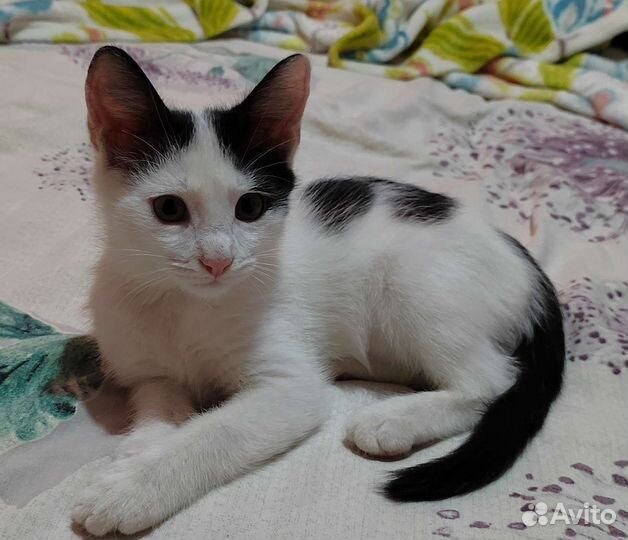 Котята 4 месяца