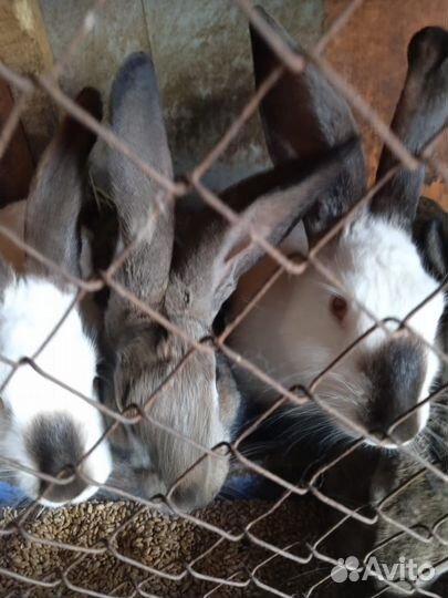 Продам кроликов