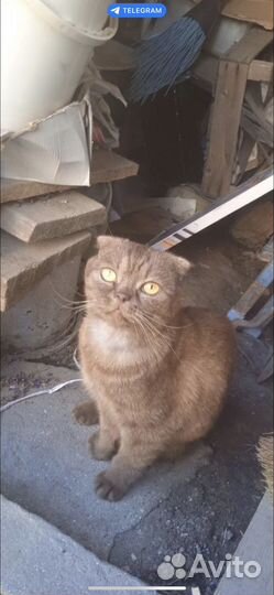 Кот шотландец