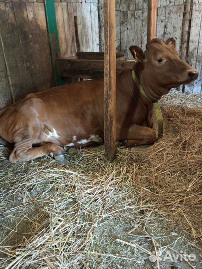 Телочка айширо-джерсейская 11 месяцев. Корова