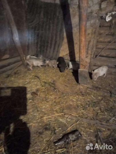 Вьетнамск вислобрюхий поросенок