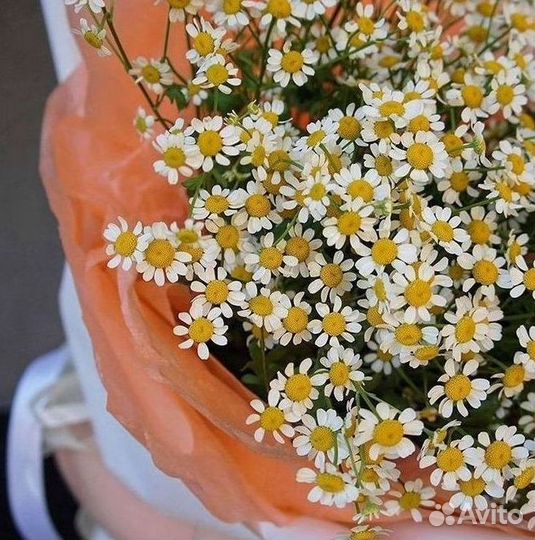 Цветы ромашки