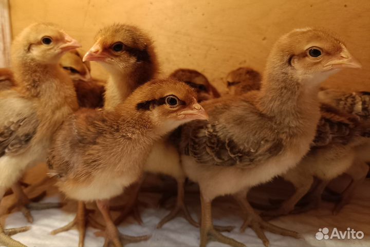 Цыплята