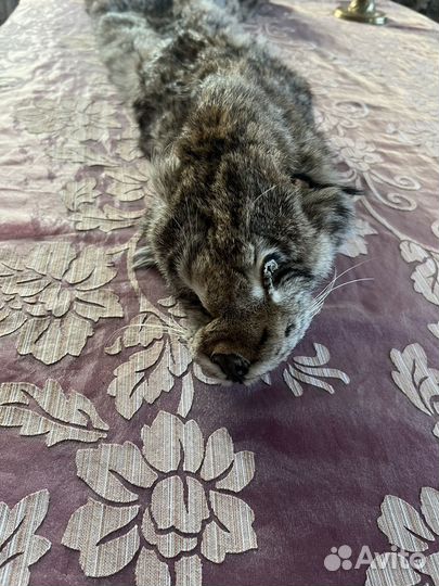 Шкура рыси отлично выделанная