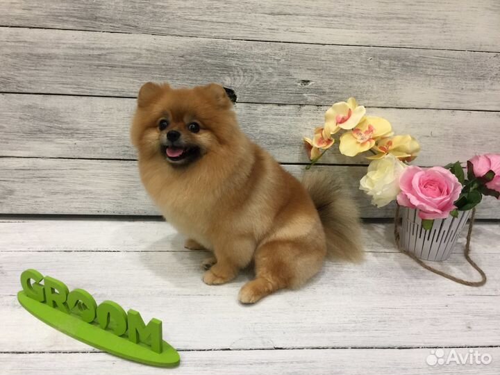 Ищем моделей для стрижки