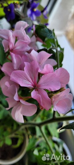 Пеларгония герань