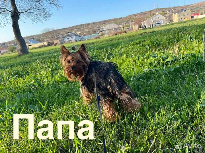 Йоркширский терьер щенки