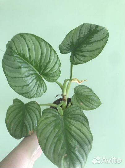 Филодендрон Мамей