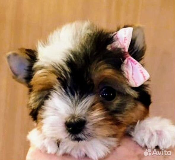 Предлагаю к продаже щенков бивера