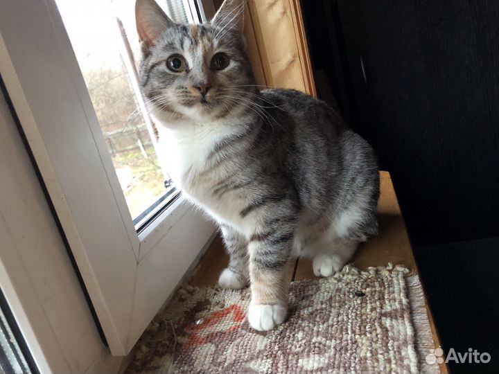 Кошки в добрые руки