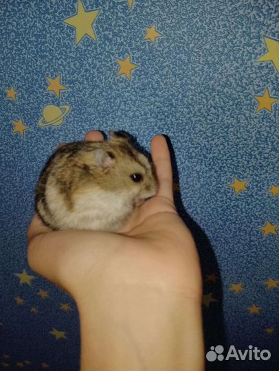 Клетка для хомяка