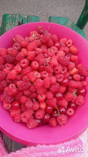 Малина садовая