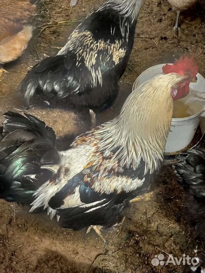 Племенные петухи, умеют все