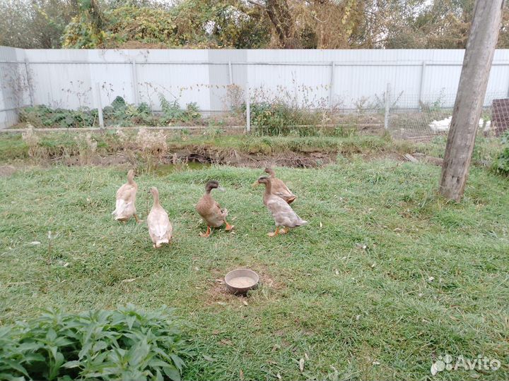 Утки индийский бегунок