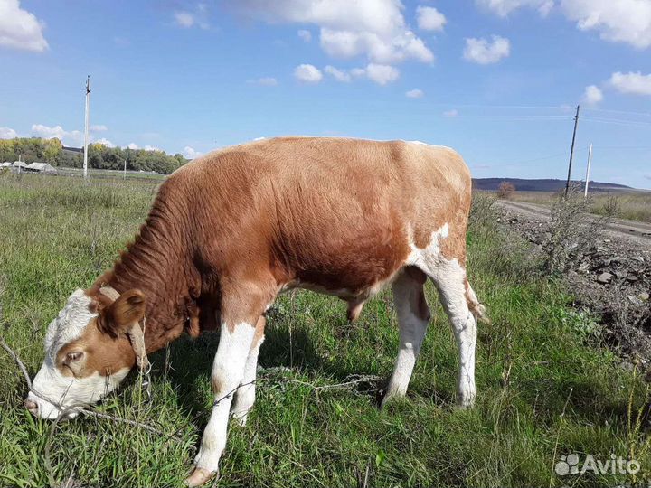 Телята бычки