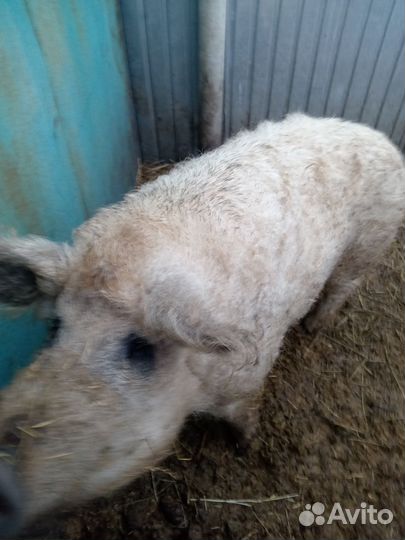 Хряк на случку