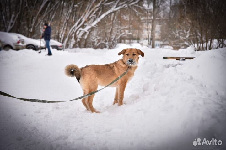 Щенок