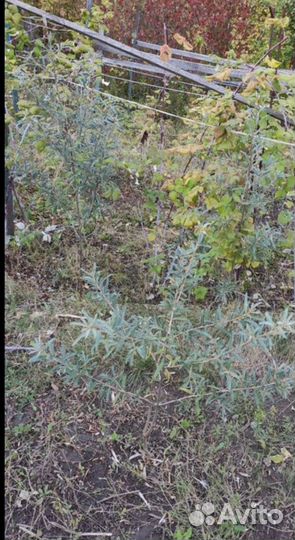 Облепиха самоопыляемая саженец