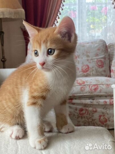 Котенок в добрые руки