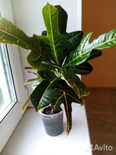 Кодиеум кротон