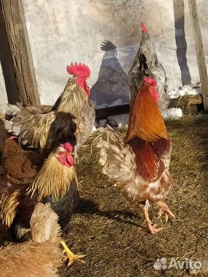 Петухи домашние (от Воронежа 180 км)