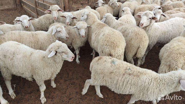 Овцы, бараны, баранчики и ярочки