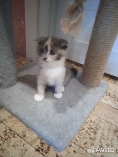 Отдам котят в добрые ручки