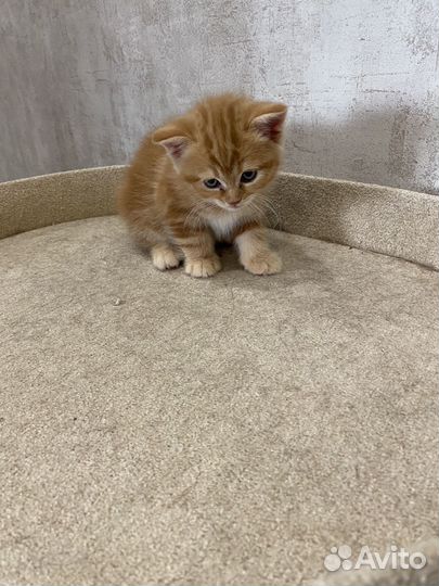 Шотландские котята