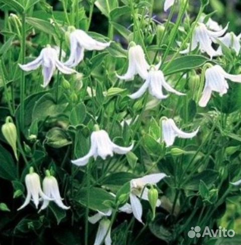 Клематис цельнолистный кустовой. маньчжурский и др