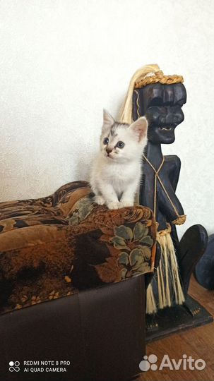 Котёнок 1,5 мес