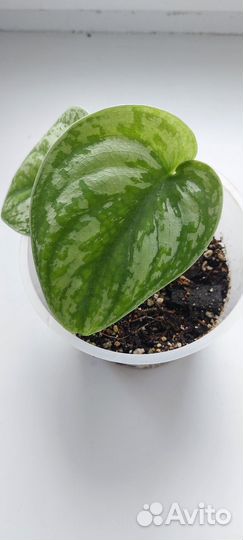 Сциндапсус пиктус треби Exotica