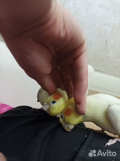 Ручные попугаи Корелла