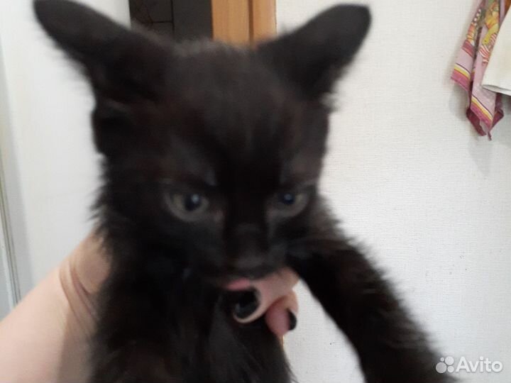 Дворянская