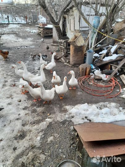 Продаются гуси,можно живыми,можно рубленными