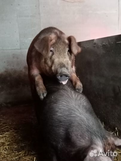 Поросята породы дюрок