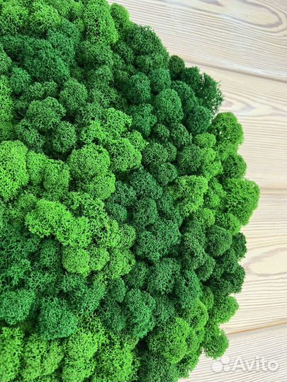 Панно из стабилизированного мха