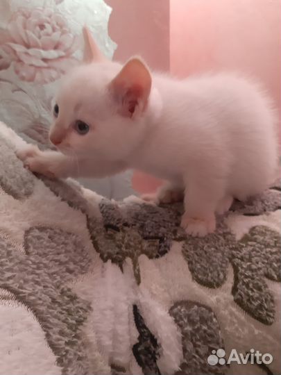 Котёнок. Мальчик. 2 месяца