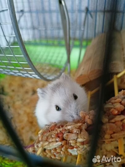 Джунгарский хомяк