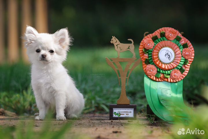 Чихуахуа мальчик