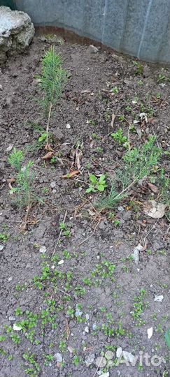 Саженцы можжевельника казацкого