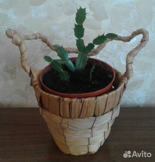 Декабрист - комнатное растение
