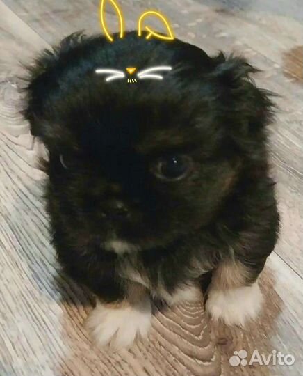 Вязка пекинес