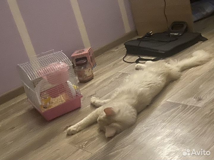 Мейн-кун