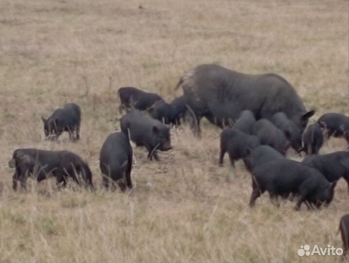 Вьетнамские поросята