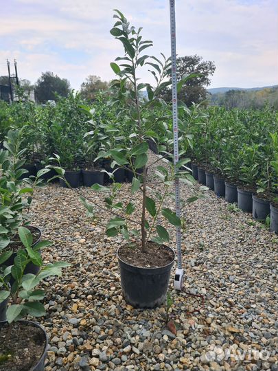 Лавровишня