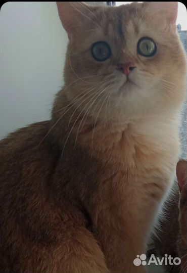 Шотландский кот на вязку